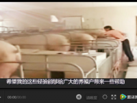 母豬產(chǎn)后怎樣護(hù)理飼喂品質(zhì)高？