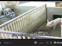 夏天到了，如何建設(shè)豬舍和豬場消毒？