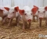 正確認(rèn)識(shí)豬的營養(yǎng)特性和飼料要求