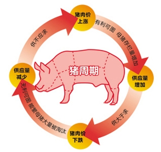 2015年中國豬價(jià)或迎來史上最長調(diào)整期