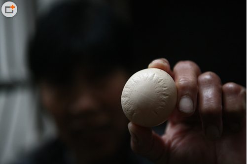 合肥一養(yǎng)殖場怪事連連：母雞下太陽雞蛋 母豬生出小象