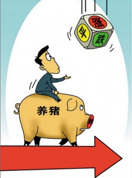 豬價漲 飼料原料價跌 養(yǎng)豬還能不賺？！