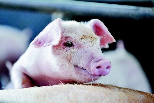 豬肉價今夏“逆襲” 突破23元 后續(xù)還將走高