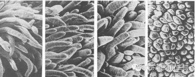 【試驗(yàn)】生物飼料，解決斷奶期腹瀉、生長停滯新方法