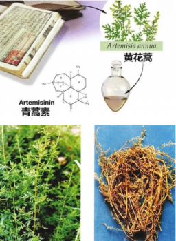 青蒿素獸用有效性研究幾十年前就已開(kāi)始