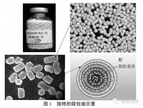 運用特殊包被緩釋顆粒酸化劑改善豬消化道生理機能