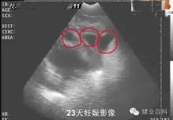 母豬早期妊娠診斷方法！太實用了！
