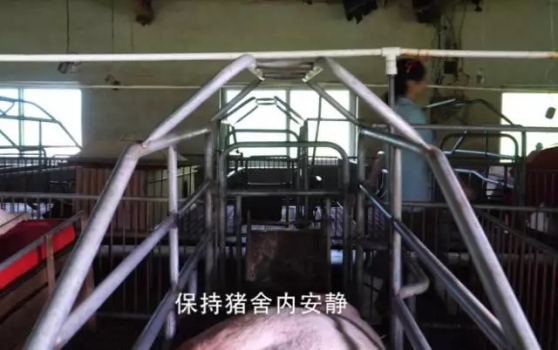 夏季母豬難產(chǎn)增多，怎樣正確助產(chǎn)才不會增加對母豬的傷害呢？