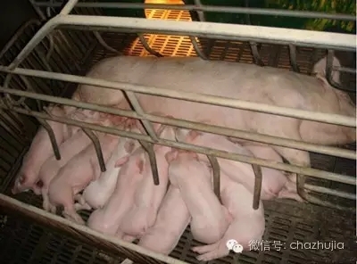 養(yǎng)豬之道，母豬拒絕給仔豬哺乳的原因和對策