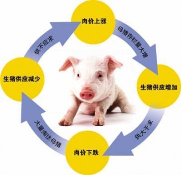 豬價(jià)下跌 “豬周期”已見頂？