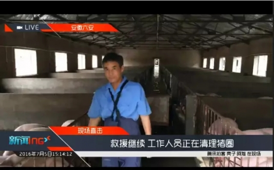 別急，那被洪水淹了的6000頭豬已被安全轉(zhuǎn)移！