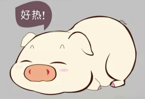 研究：妊娠前期熱應(yīng)激可改變后代的生長及身體組成