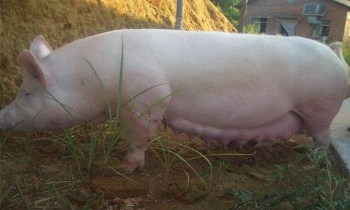 妊娠母豬為什么容易便秘？這里找答案！
