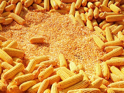 知道你的玉米為啥賣不出去嗎？看后恍然大悟！