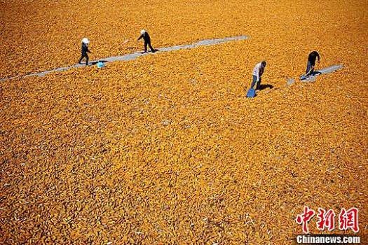 8月份華北玉米市場難現(xiàn)“熱”情！