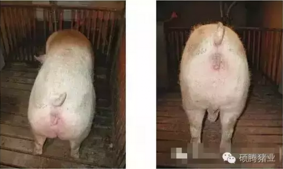 繁殖與育種 | 您不知道的母豬體況評分標準？！