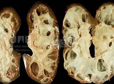 【技術(shù)】最新豬病診斷，配高清圖（一）