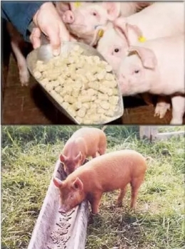 豬飼料顆粒大小及其對豬生產(chǎn)性能的影響