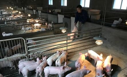 湖北"豬老板"春節(jié)喜添"新丁" 一天接生30多頭小豬