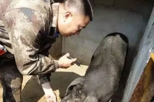 豬病了，打針卻死亡的更多 ，是什么原因？