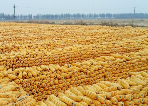 玉米價(jià)格跌勢(shì)放緩！豆粕價(jià)格又跌了！