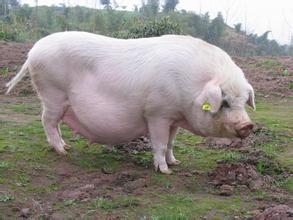 哺乳母豬成功飼養(yǎng)的關鍵