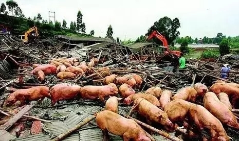 剩余豬場全部拆除！全國多地全面啟動禁養(yǎng)區(qū)清除行動