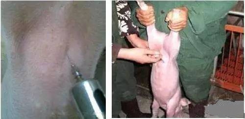 仔豬腹瀉變“僵豬” ，該如何預防和治療？