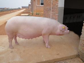 后備母豬保育期飼養(yǎng)密度對其生長性能、生理機(jī)能和血液指標(biāo)的影響