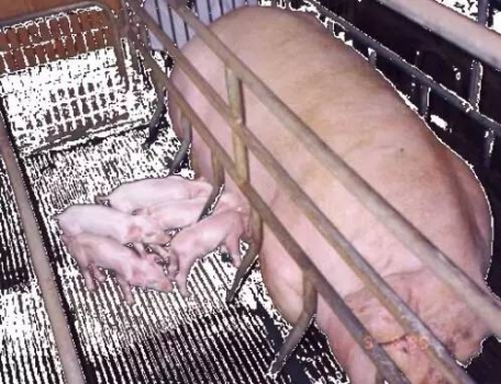 影響哺乳仔豬腹瀉的因素及防治措施！