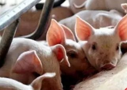 仔豬拉稀就一定是黃白痢、流行性腹瀉？大錯(cuò)特錯(cuò)