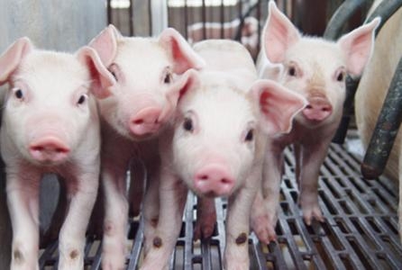 自由采食情況下怎樣進(jìn)行限制飼喂？