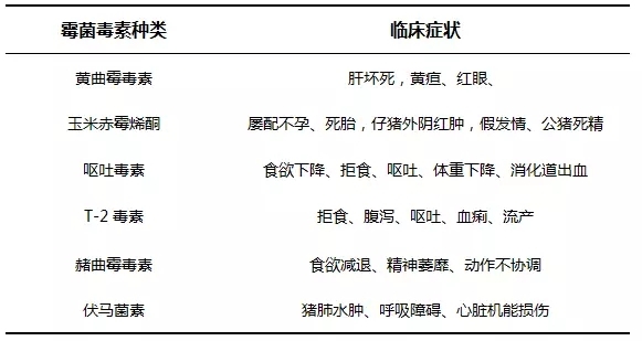 脫霉劑能解毒？先看豬有沒(méi)有這些改變