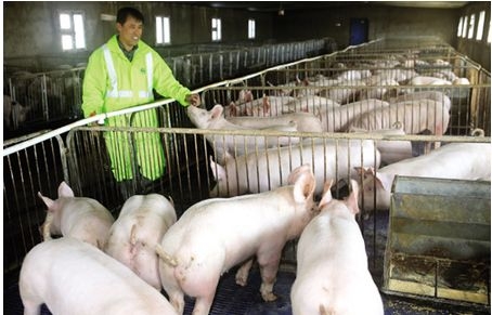 注意了！豬場飼料的隱性浪費