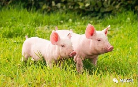 驚！一頭豬平均要浪費10%-15%的飼料，如何減少飼料損耗？