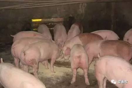 飽受爭議的自由采食和定時定量，你怎么看？