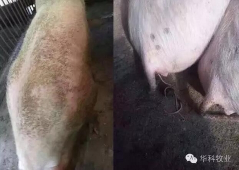 豬場驅(qū)蟲應注意的4個方面 不看后悔！