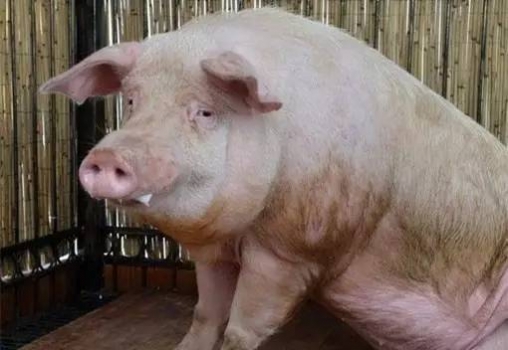 豬咳嗽、關(guān)節(jié)炎等14種豬病治療中藥方！