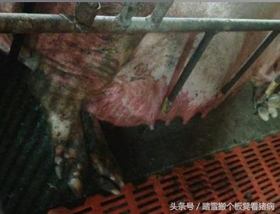 紫藥水的6個妙用，養(yǎng)豬人少花錢解決大問題