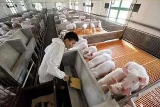 控制豬場(chǎng)飼料成本的那些訣竅