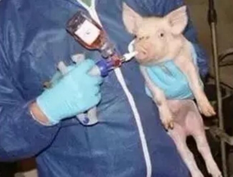 仔豬為什么要進行滴鼻免疫？