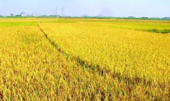 日糧中添加不同水平玉米DDGS對(duì)豬生產(chǎn)性能的影響