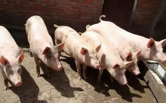 控制豬場(chǎng)飼料成本的訣竅，你知道多少？