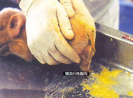 規(guī)模豬場(chǎng)產(chǎn)房腹瀉的防控要點(diǎn)?。?！