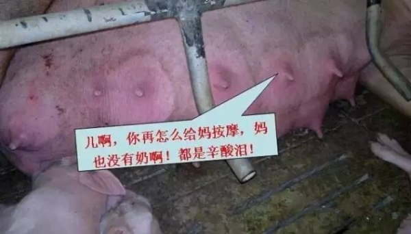 不可不知！母豬奶水不足有哪些信號(hào)？（圖）