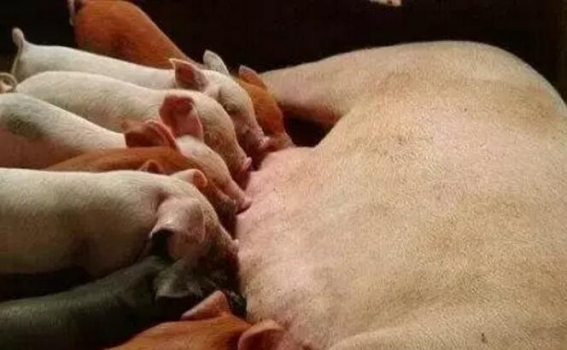 減少哺乳仔豬死亡，這些你不能不讀！