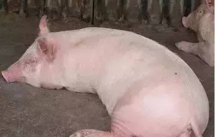 夏季生姜在養(yǎng)豬中的妙用！