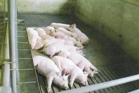 豬只感受到溫暖和寒冷時會有什么行為？