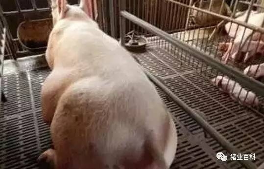 豬場急救措施大全