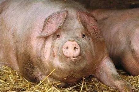 夏季母豬低燒不食的原因及防治措施